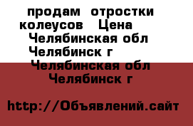 продам  отростки  колеусов › Цена ­ 20 - Челябинская обл., Челябинск г.  »    . Челябинская обл.,Челябинск г.